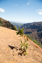 3L9A8370.jpg Waimea canyon - Copyright : See Otherwise 2012 - 2025